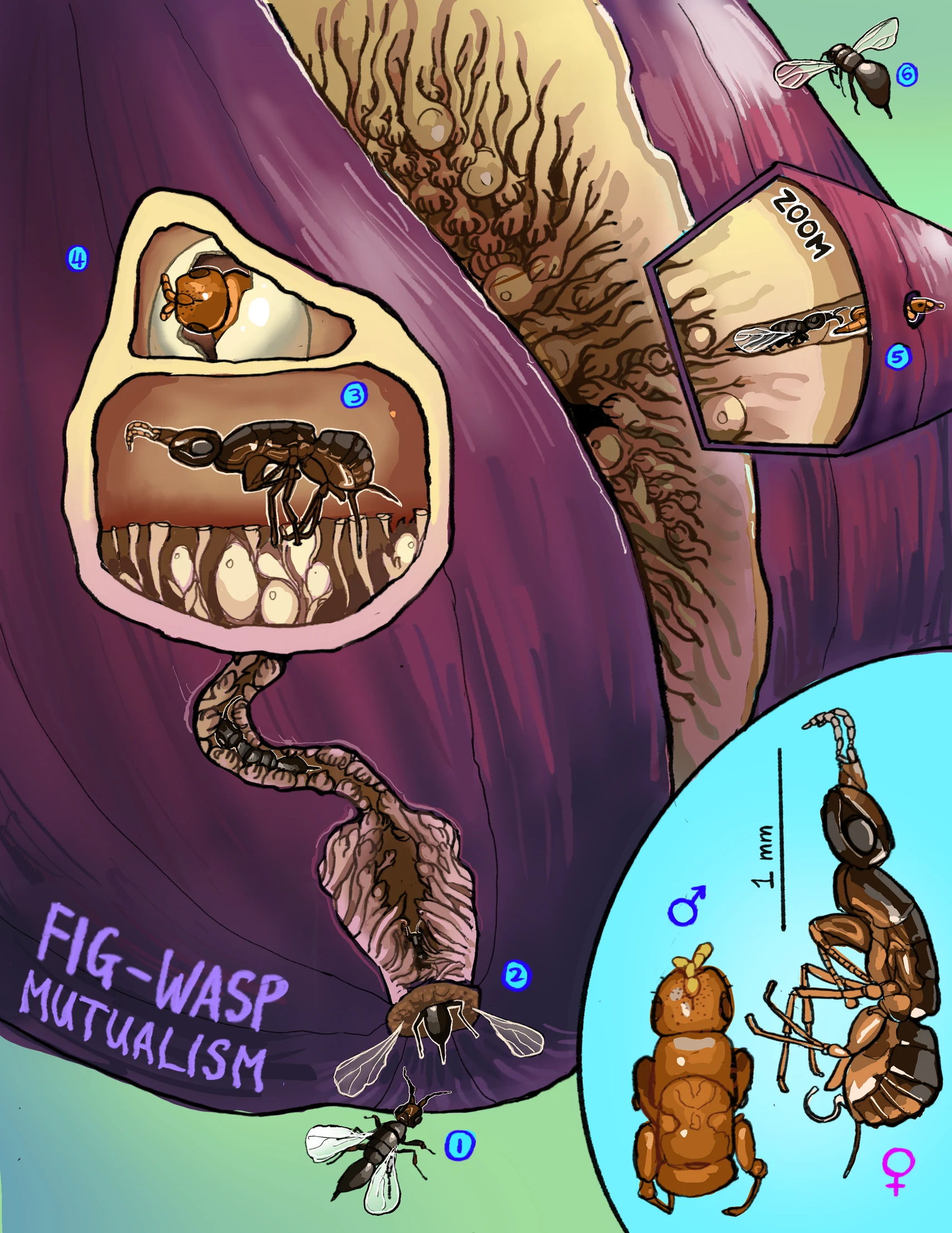 Fig–wasp mutualism, a scientific illustration