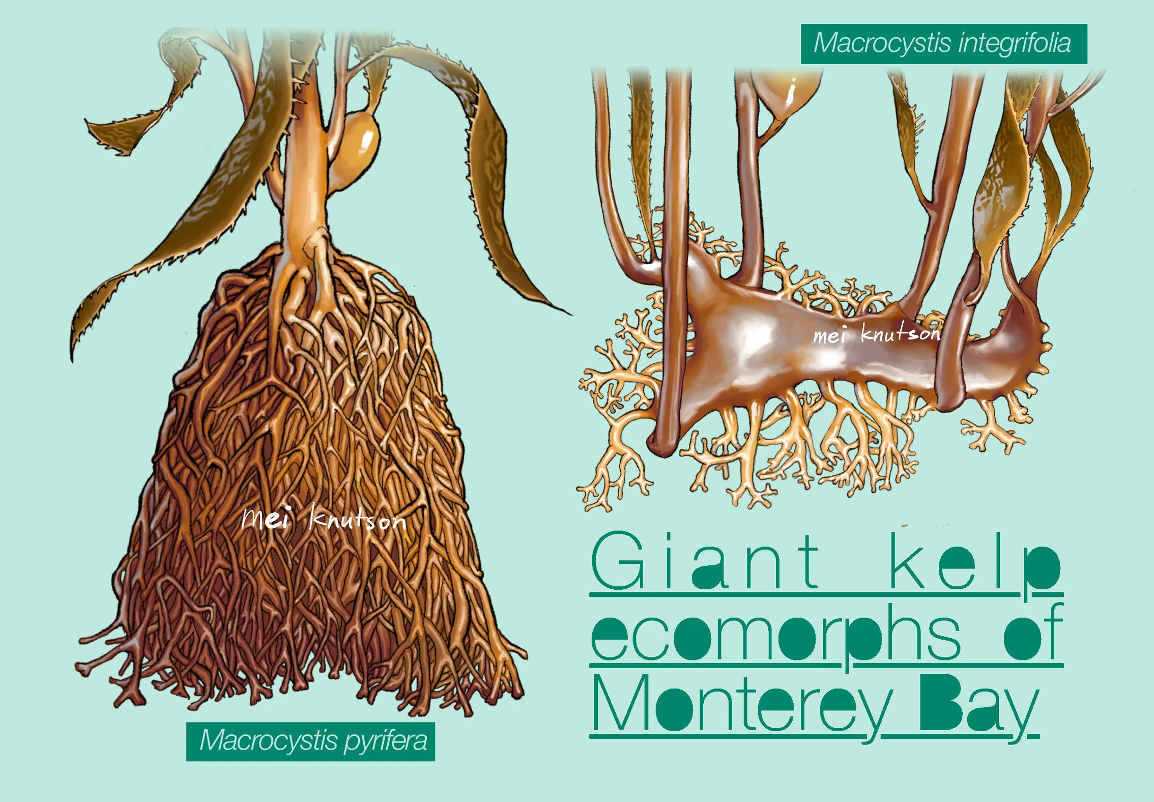 Giant kelp ecomorphs of Monterey Bay, a scientific illustration