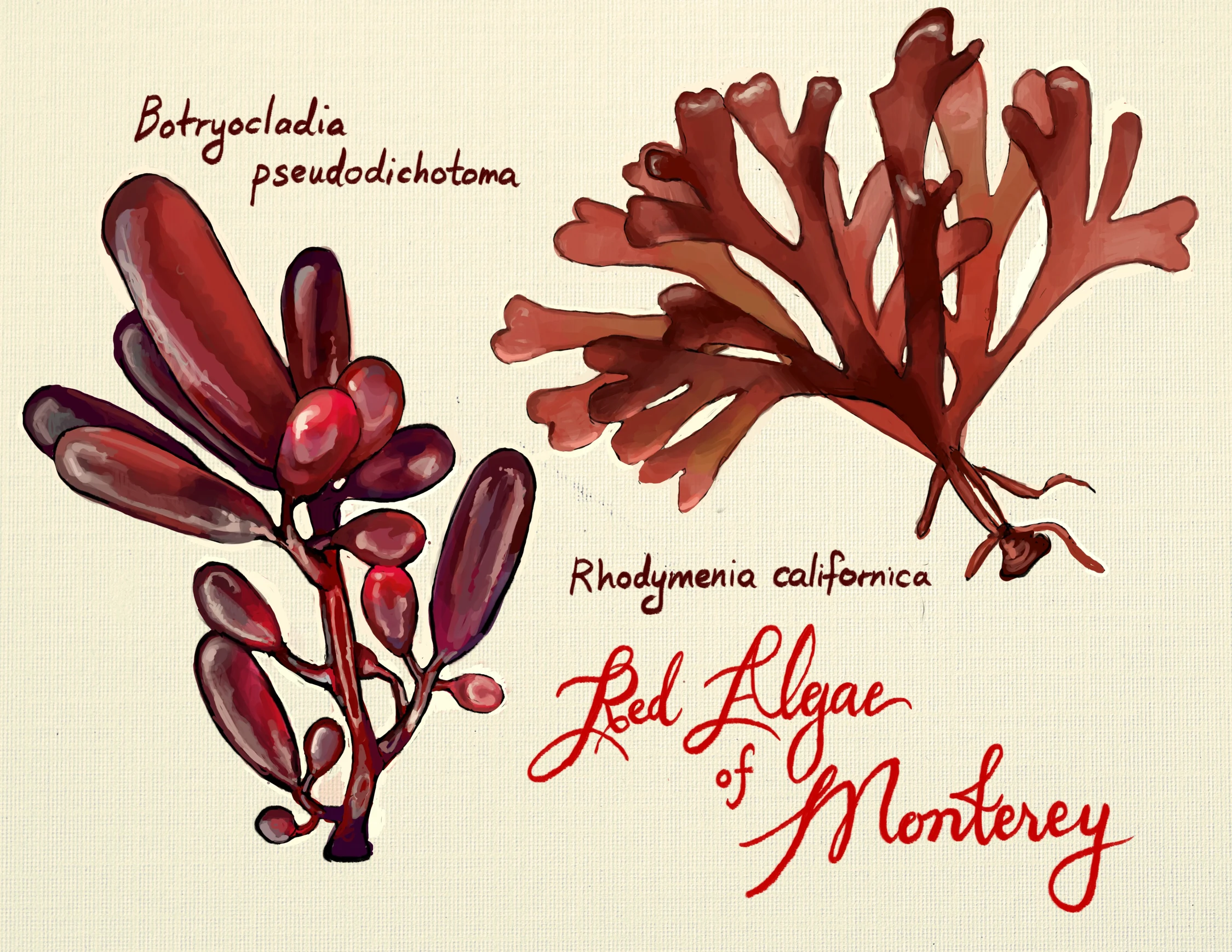Red Algae of Monterey, a scientific illustration