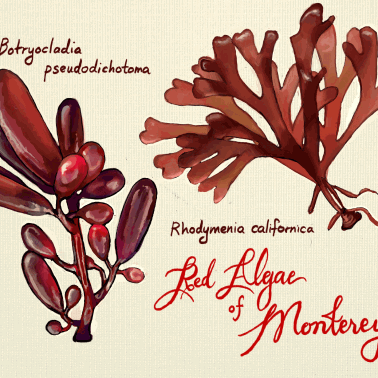 Scientific illustrations, cycling between Red Algae of Monterey, Fig-Wasp Mutualism, and Giant Kelp Ecomorphs of Monterey Bay